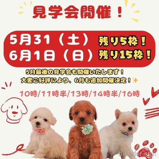販売中の静岡県のポメラニアン-390227の2枚目
